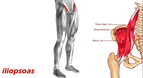 Williamson Back Pain and Iliopsoas Muscle Link