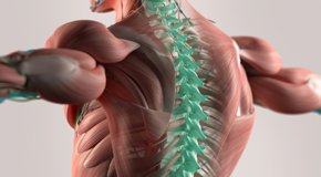 Williamson thoracic spine